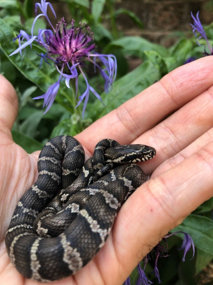 Russian Rat Snake
